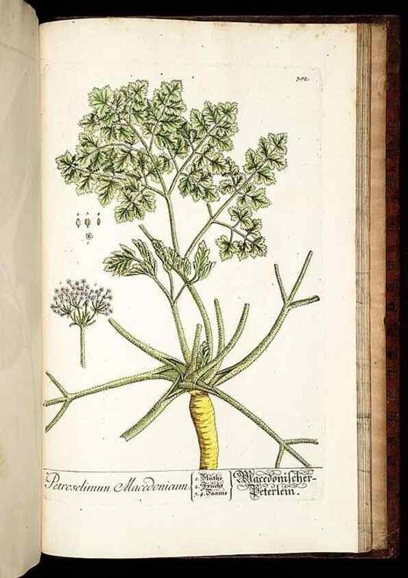 Reproducción/Reproduction 8430005002: Herbarium Blackwellianum emendatum et auctum, id est, Elisabethae Blackwell collectio stirpium. Norimbergae : Typis Io. Iosephi Fleischmanni, 1750-1773.