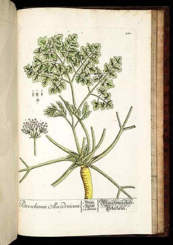 Reproducción/Reproduction 8430005002: Herbarium Blackwellianum emendatum et auctum, id est, Elisabethae Blackwell collectio stirpium. Norimbergae : Typis Io. Iosephi Fleischmanni, 1750-1773.