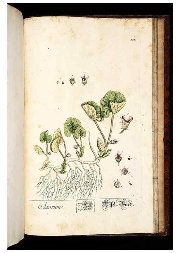 Reproducción/Reproduction 8428916499: Herbarium Blackwellianum emendatum et auctum, id est, Elisabethae Blackwell collectio stirpium. Norimbergae : Typis Io. Iosephi Fleischmanni, 1750-1773.
