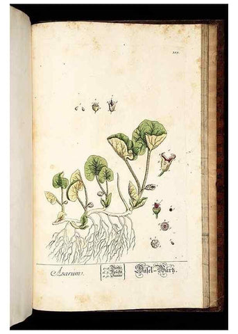 Reproducción/Reproduction 8428916499: Herbarium Blackwellianum emendatum et auctum, id est, Elisabethae Blackwell collectio stirpium. Norimbergae : Typis Io. Iosephi Fleischmanni, 1750-1773.