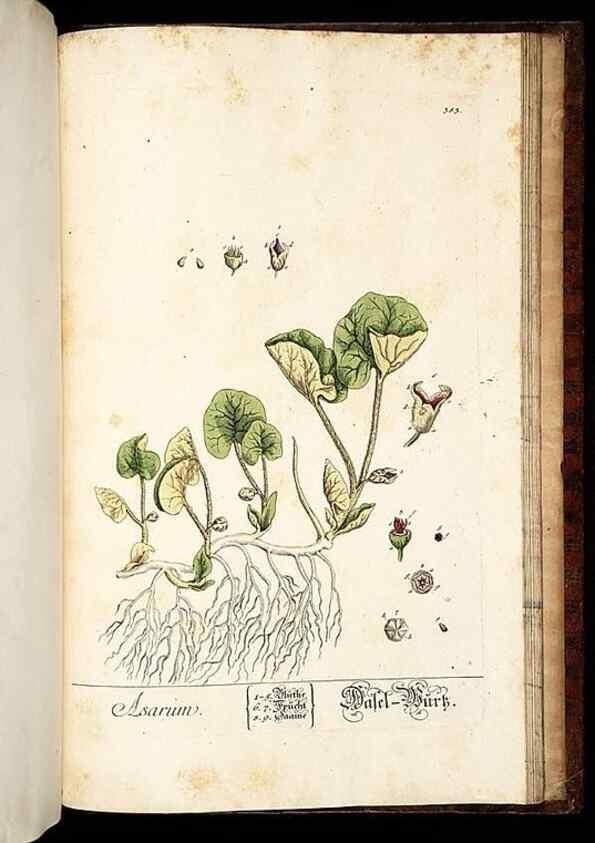 Reproducción/Reproduction 8428916499: Herbarium Blackwellianum emendatum et auctum, id est, Elisabethae Blackwell collectio stirpium. Norimbergae : Typis Io. Iosephi Fleischmanni, 1750-1773.