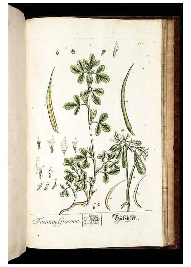 Reproducción/Reproduction 8428916747: Herbarium Blackwellianum emendatum et auctum, id est, Elisabethae Blackwell collectio stirpium. Norimbergae : Typis Io. Iosephi Fleischmanni, 1750-1773.