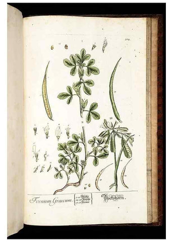 Reproducción/Reproduction 8428916747: Herbarium Blackwellianum emendatum et auctum, id est, Elisabethae Blackwell collectio stirpium. Norimbergae : Typis Io. Iosephi Fleischmanni, 1750-1773.