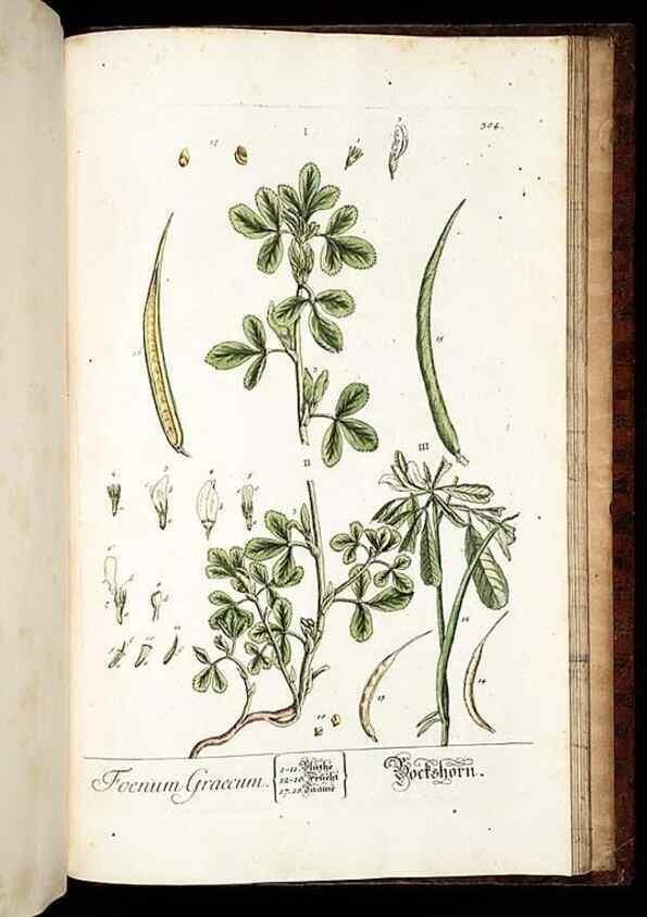 Reproducción/Reproduction 8428916747: Herbarium Blackwellianum emendatum et auctum, id est, Elisabethae Blackwell collectio stirpium. Norimbergae : Typis Io. Iosephi Fleischmanni, 1750-1773.