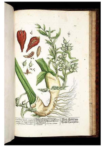 Reproducción/Reproduction 8428916977: Herbarium Blackwellianum emendatum et auctum, id est, Elisabethae Blackwell collectio stirpium. Norimbergae : Typis Io. Iosephi Fleischmanni, 1750-1773.