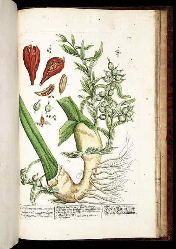 Reproducción/Reproduction 8428916977: Herbarium Blackwellianum emendatum et auctum, id est, Elisabethae Blackwell collectio stirpium. Norimbergae : Typis Io. Iosephi Fleischmanni, 1750-1773.