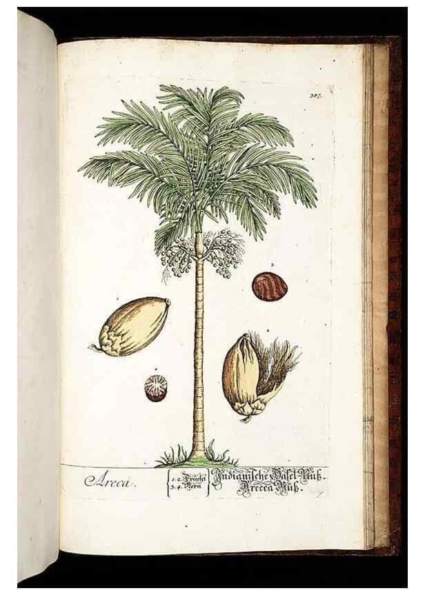 Reproducción/Reproduction 8430006004: Herbarium Blackwellianum emendatum et auctum, id est, Elisabethae Blackwell collectio stirpium. Norimbergae : Typis Io. Iosephi Fleischmanni, 1750-1773.