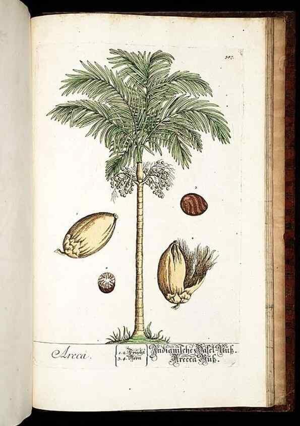Reproducción/Reproduction 8430006004: Herbarium Blackwellianum emendatum et auctum, id est, Elisabethae Blackwell collectio stirpium. Norimbergae : Typis Io. Iosephi Fleischmanni, 1750-1773.