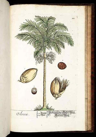 Reproducción/Reproduction 8430006004: Herbarium Blackwellianum emendatum et auctum, id est, Elisabethae Blackwell collectio stirpium. Norimbergae : Typis Io. Iosephi Fleischmanni, 1750-1773.