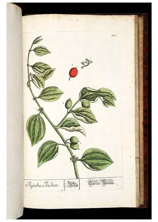 Reproducción/Reproduction 8428917633: Herbarium Blackwellianum emendatum et auctum, id est, Elisabethae Blackwell collectio stirpium. Norimbergae : Typis Io. Iosephi Fleischmanni, 1750-1773.