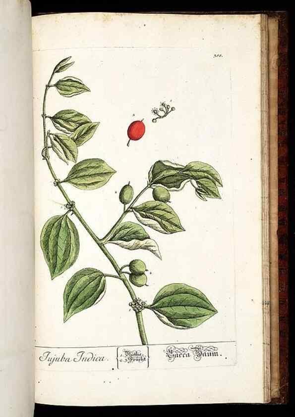 Reproducción/Reproduction 8428917633: Herbarium Blackwellianum emendatum et auctum, id est, Elisabethae Blackwell collectio stirpium. Norimbergae : Typis Io. Iosephi Fleischmanni, 1750-1773.