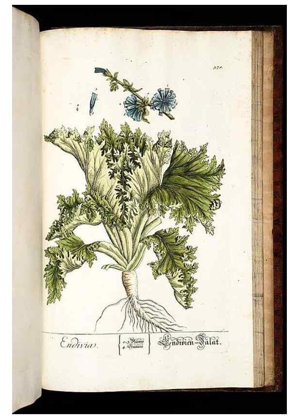 Reproducción/Reproduction 8430004312: Herbarium Blackwellianum emendatum et auctum, id est, Elisabethae Blackwell collectio stirpium. Norimbergae : Typis Io. Iosephi Fleischmanni, 1750-1773.