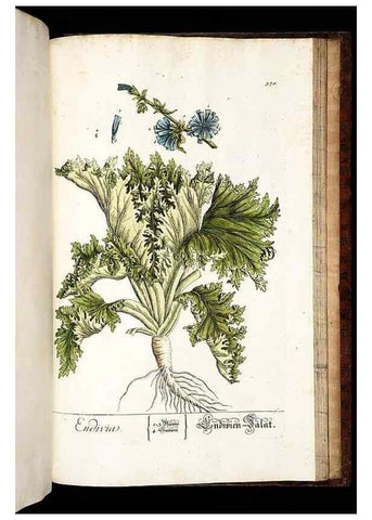 Reproducción/Reproduction 8430004312: Herbarium Blackwellianum emendatum et auctum, id est, Elisabethae Blackwell collectio stirpium. Norimbergae : Typis Io. Iosephi Fleischmanni, 1750-1773.
