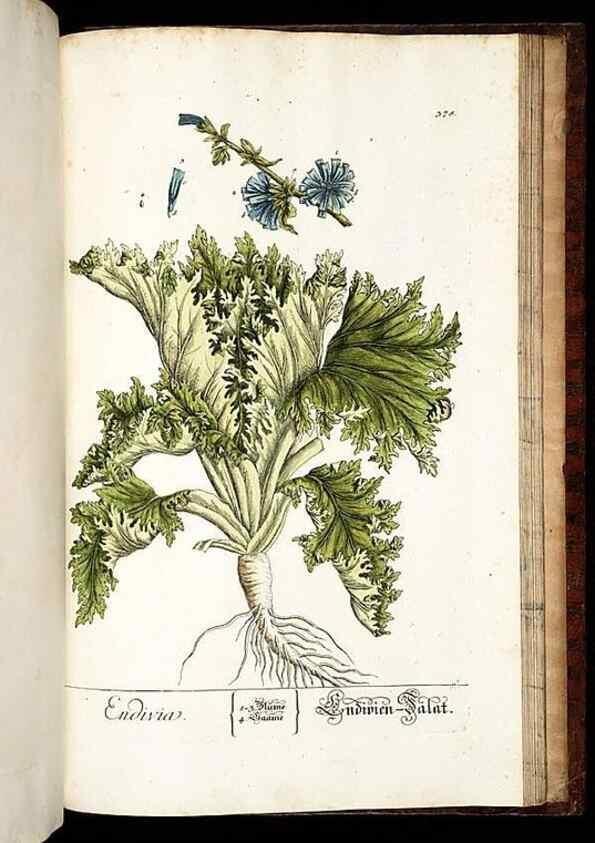 Reproducción/Reproduction 8430004312: Herbarium Blackwellianum emendatum et auctum, id est, Elisabethae Blackwell collectio stirpium. Norimbergae : Typis Io. Iosephi Fleischmanni, 1750-1773.