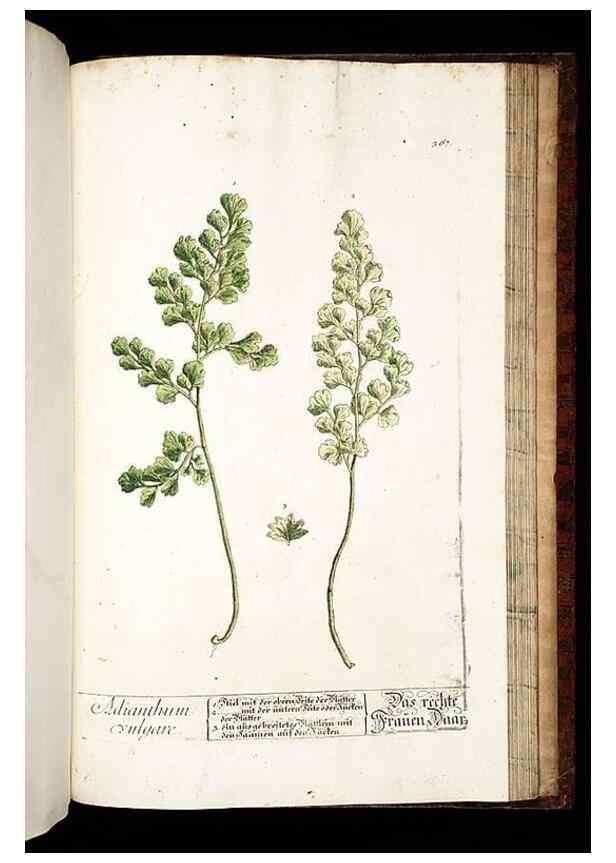 Reproducción/Reproduction 8430002078: Herbarium Blackwellianum emendatum et auctum, id est, Elisabethae Blackwell collectio stirpium. Norimbergae : Typis Io. Iosephi Fleischmanni, 1750-1773.