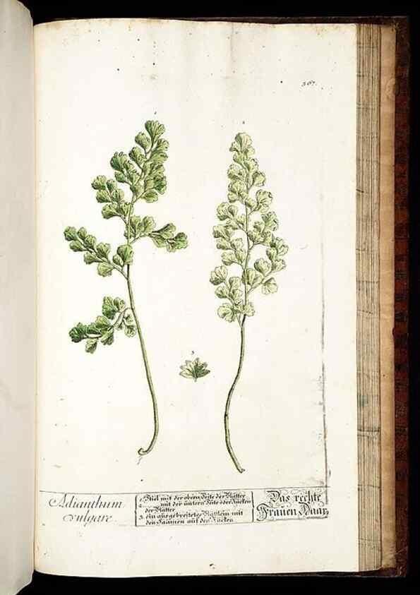 Reproducción/Reproduction 8430002078: Herbarium Blackwellianum emendatum et auctum, id est, Elisabethae Blackwell collectio stirpium. Norimbergae : Typis Io. Iosephi Fleischmanni, 1750-1773.