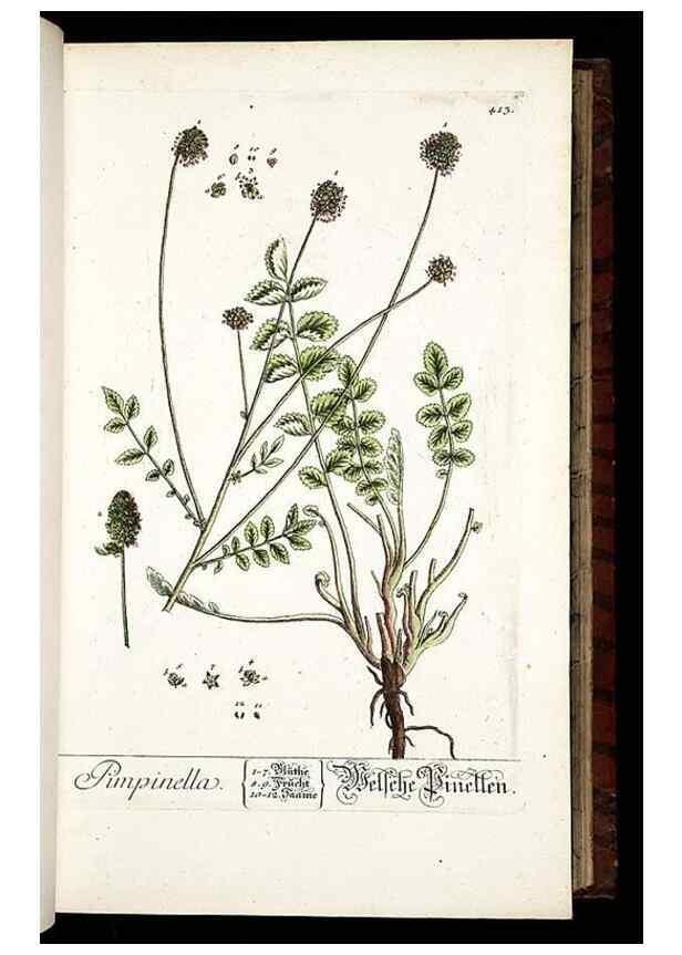 Reproducción/Reproduction 8428953557: Herbarium Blackwellianum emendatum et auctum, id est, Elisabethae Blackwell collectio stirpium. Norimbergae : Typis Io. Iosephi Fleischmanni, 1750-1773.