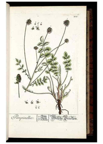 Reproducción/Reproduction 8428953557: Herbarium Blackwellianum emendatum et auctum, id est, Elisabethae Blackwell collectio stirpium. Norimbergae : Typis Io. Iosephi Fleischmanni, 1750-1773.