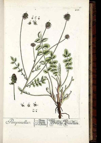 Reproducción/Reproduction 8428953557: Herbarium Blackwellianum emendatum et auctum, id est, Elisabethae Blackwell collectio stirpium. Norimbergae : Typis Io. Iosephi Fleischmanni, 1750-1773.
