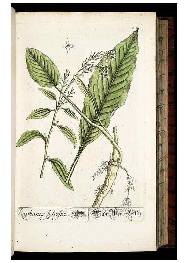 Reproducción/Reproduction 8430042600: Herbarium Blackwellianum emendatum et auctum, id est, Elisabethae Blackwell collectio stirpium. Norimbergae : Typis Io. Iosephi Fleischmanni, 1750-1773.