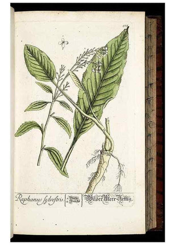 Reproducción/Reproduction 8430042600: Herbarium Blackwellianum emendatum et auctum, id est, Elisabethae Blackwell collectio stirpium. Norimbergae : Typis Io. Iosephi Fleischmanni, 1750-1773.
