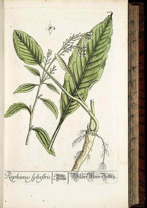 Reproducción/Reproduction 8430042600: Herbarium Blackwellianum emendatum et auctum, id est, Elisabethae Blackwell collectio stirpium. Norimbergae : Typis Io. Iosephi Fleischmanni, 1750-1773.