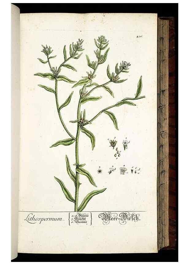 Reproducción/Reproduction 8430047128: Herbarium Blackwellianum emendatum et auctum, id est, Elisabethae Blackwell collectio stirpium. Norimbergae : Typis Io. Iosephi Fleischmanni, 1750-1773.
