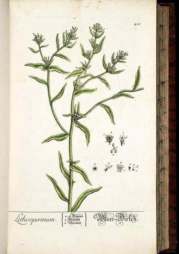Reproducción/Reproduction 8430047128: Herbarium Blackwellianum emendatum et auctum, id est, Elisabethae Blackwell collectio stirpium. Norimbergae : Typis Io. Iosephi Fleischmanni, 1750-1773.