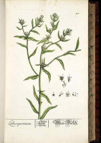 Reproducción/Reproduction 8430047128: Herbarium Blackwellianum emendatum et auctum, id est, Elisabethae Blackwell collectio stirpium. Norimbergae : Typis Io. Iosephi Fleischmanni, 1750-1773.