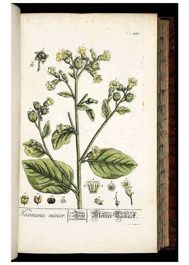 Reproducción/Reproduction 8428958905: Herbarium Blackwellianum emendatum et auctum, id est, Elisabethae Blackwell collectio stirpium. Norimbergae : Typis Io. Iosephi Fleischmanni, 1750-1773.