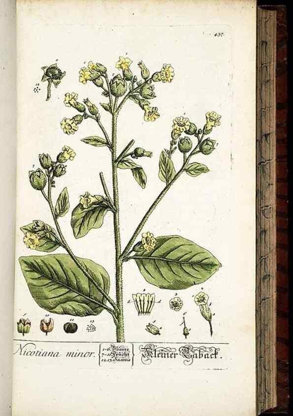 Reproducción/Reproduction 8428958905: Herbarium Blackwellianum emendatum et auctum, id est, Elisabethae Blackwell collectio stirpium. Norimbergae : Typis Io. Iosephi Fleischmanni, 1750-1773.