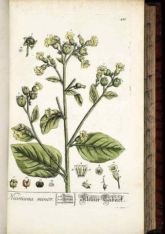 Reproducción/Reproduction 8428958905: Herbarium Blackwellianum emendatum et auctum, id est, Elisabethae Blackwell collectio stirpium. Norimbergae : Typis Io. Iosephi Fleischmanni, 1750-1773.