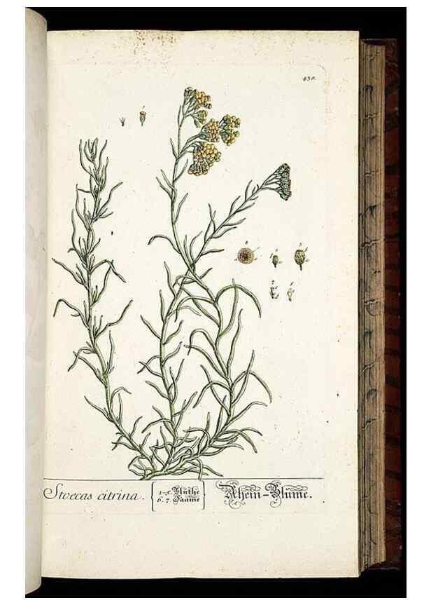Reproducción/Reproduction 8430047468: Herbarium Blackwellianum emendatum et auctum, id est, Elisabethae Blackwell collectio stirpium. Norimbergae : Typis Io. Iosephi Fleischmanni, 1750-1773.