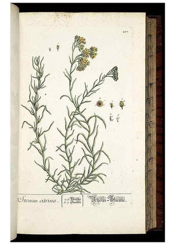 Reproducción/Reproduction 8430047468: Herbarium Blackwellianum emendatum et auctum, id est, Elisabethae Blackwell collectio stirpium. Norimbergae : Typis Io. Iosephi Fleischmanni, 1750-1773.