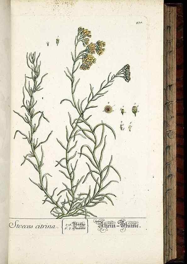 Reproducción/Reproduction 8430047468: Herbarium Blackwellianum emendatum et auctum, id est, Elisabethae Blackwell collectio stirpium. Norimbergae : Typis Io. Iosephi Fleischmanni, 1750-1773.