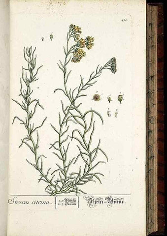 Reproducción/Reproduction 8430047468: Herbarium Blackwellianum emendatum et auctum, id est, Elisabethae Blackwell collectio stirpium. Norimbergae : Typis Io. Iosephi Fleischmanni, 1750-1773.