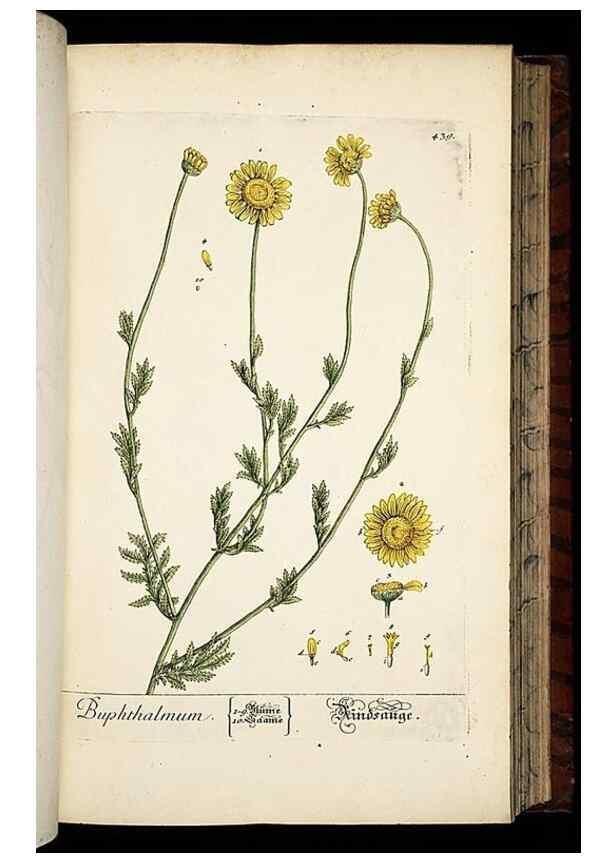 Reproducción/Reproduction 8430047670: Herbarium Blackwellianum emendatum et auctum, id est, Elisabethae Blackwell collectio stirpium. Norimbergae : Typis Io. Iosephi Fleischmanni, 1750-1773.