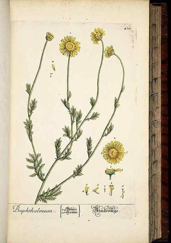 Reproducción/Reproduction 8430047670: Herbarium Blackwellianum emendatum et auctum, id est, Elisabethae Blackwell collectio stirpium. Norimbergae : Typis Io. Iosephi Fleischmanni, 1750-1773.
