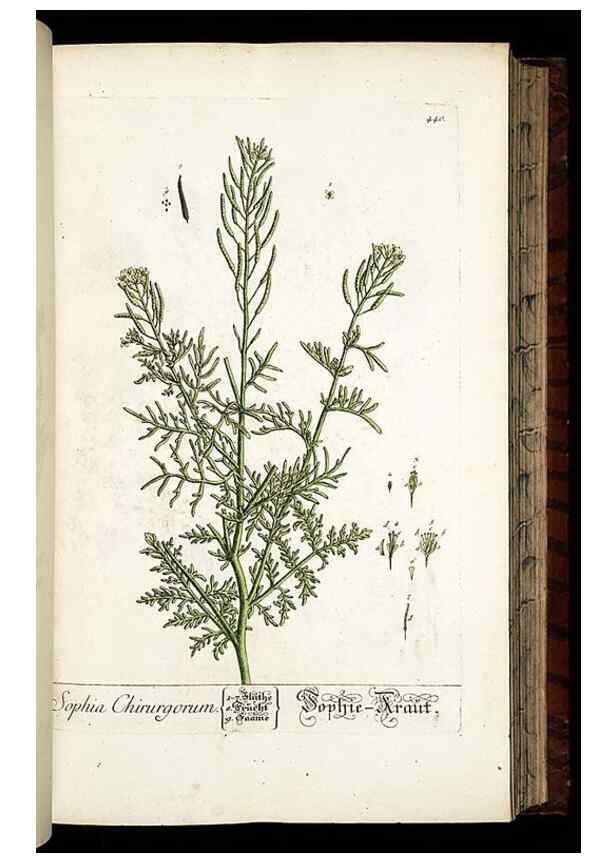 Reproducción/Reproduction 8428959523: Herbarium Blackwellianum emendatum et auctum, id est, Elisabethae Blackwell collectio stirpium. Norimbergae : Typis Io. Iosephi Fleischmanni, 1750-1773.