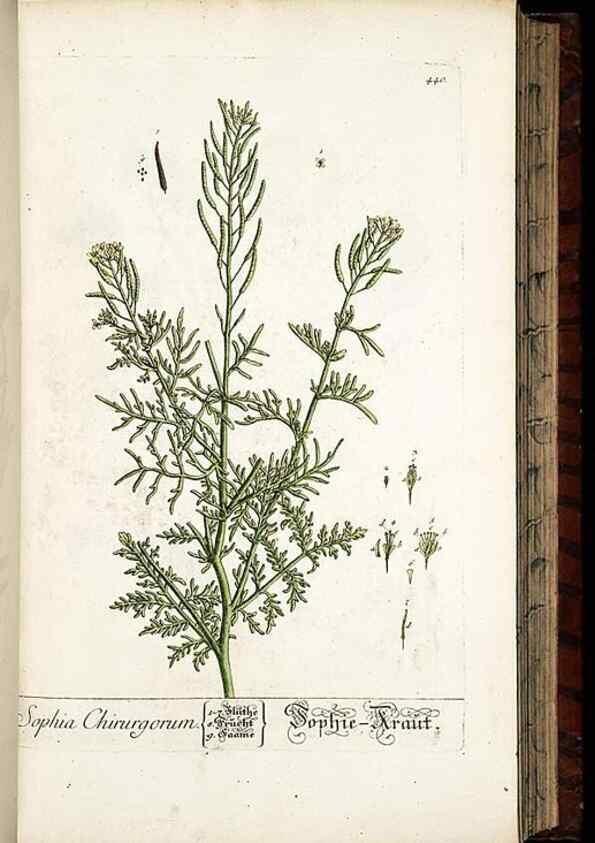 Reproducción/Reproduction 8428959523: Herbarium Blackwellianum emendatum et auctum, id est, Elisabethae Blackwell collectio stirpium. Norimbergae : Typis Io. Iosephi Fleischmanni, 1750-1773.