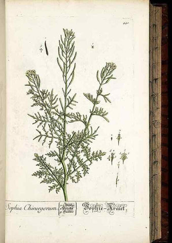 Reproducción/Reproduction 8428959523: Herbarium Blackwellianum emendatum et auctum, id est, Elisabethae Blackwell collectio stirpium. Norimbergae : Typis Io. Iosephi Fleischmanni, 1750-1773.