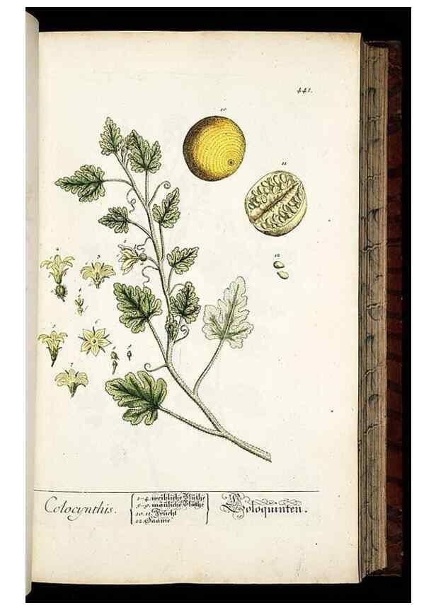 Reproducción/Reproduction 8430047976: Herbarium Blackwellianum emendatum et auctum, id est, Elisabethae Blackwell collectio stirpium. Norimbergae : Typis Io. Iosephi Fleischmanni, 1750-1773.