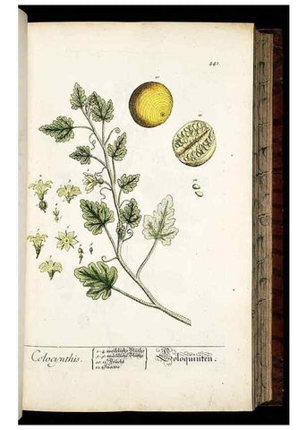 Reproducción/Reproduction 8430047976: Herbarium Blackwellianum emendatum et auctum, id est, Elisabethae Blackwell collectio stirpium. Norimbergae : Typis Io. Iosephi Fleischmanni, 1750-1773.