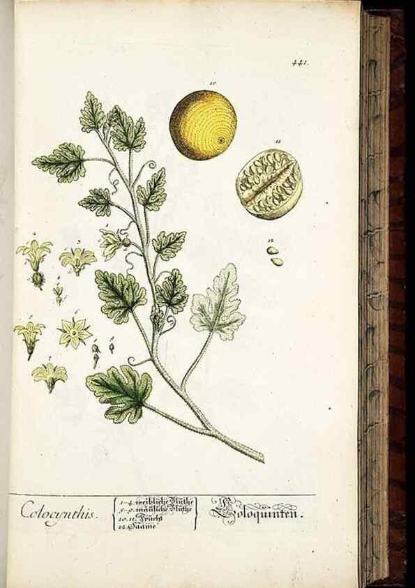 Reproducción/Reproduction 8430047976: Herbarium Blackwellianum emendatum et auctum, id est, Elisabethae Blackwell collectio stirpium. Norimbergae : Typis Io. Iosephi Fleischmanni, 1750-1773.