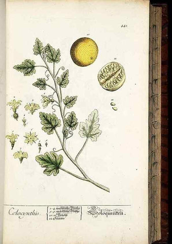Reproducción/Reproduction 8430047976: Herbarium Blackwellianum emendatum et auctum, id est, Elisabethae Blackwell collectio stirpium. Norimbergae : Typis Io. Iosephi Fleischmanni, 1750-1773.