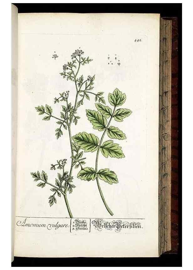 Reproducción/Reproduction 8430048216: Herbarium Blackwellianum emendatum et auctum, id est, Elisabethae Blackwell collectio stirpium. Norimbergae : Typis Io. Iosephi Fleischmanni, 1750-1773.