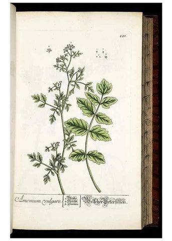 Reproducción/Reproduction 8430048216: Herbarium Blackwellianum emendatum et auctum, id est, Elisabethae Blackwell collectio stirpium. Norimbergae : Typis Io. Iosephi Fleischmanni, 1750-1773.