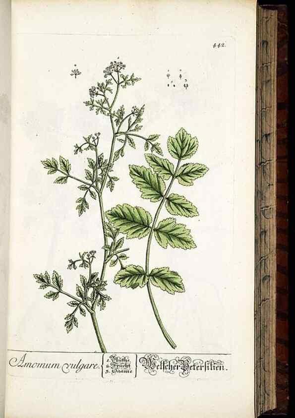 Reproducción/Reproduction 8430048216: Herbarium Blackwellianum emendatum et auctum, id est, Elisabethae Blackwell collectio stirpium. Norimbergae : Typis Io. Iosephi Fleischmanni, 1750-1773.