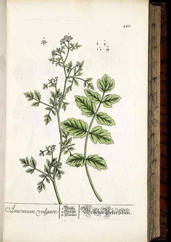 Reproducción/Reproduction 8430048216: Herbarium Blackwellianum emendatum et auctum, id est, Elisabethae Blackwell collectio stirpium. Norimbergae : Typis Io. Iosephi Fleischmanni, 1750-1773.