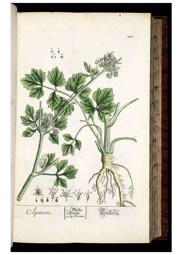 Reproducción/Reproduction 8430048470: Herbarium Blackwellianum emendatum et auctum, id est, Elisabethae Blackwell collectio stirpium. Norimbergae : Typis Io. Iosephi Fleischmanni, 1750-1773.